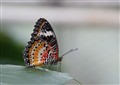 2 Fargerik sommerfugl - Aud Jorunn Guttormsen.jpg