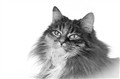 2_ Med Lightroom blir alle katter grå_Anne Rita Fredriksen.jpg