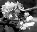4 Kirsebær blomster - Brynhild Nissen.jpg
