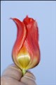 Velkommen tulipan_Rita Christiansen.jpg