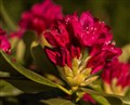 Våren er skjønn med  Rhododendron_Norbert.jpg