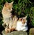 10 Kattene på Skeime - Turid Ryen.JPG